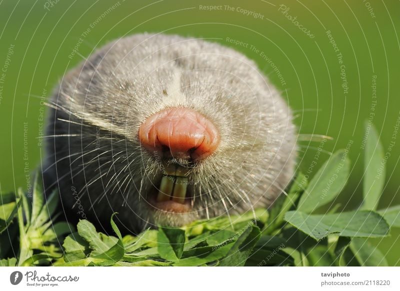 portrait of lesser mole rat Beautiful Face Family & Relations Teeth Nature Animal Meadow Fur coat Cute Wild Brown Gray Green Rat spalax leucodon head