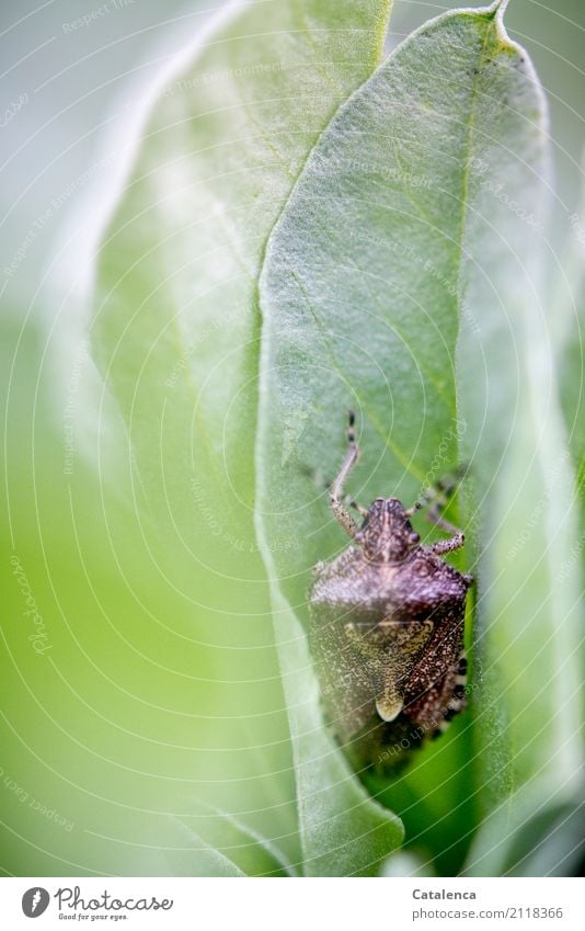 Wait and see; bug lurking on a sage leaf Nature Plant Animal Summer Leaf Sage Garden Insect Bug 1 Observe Brown Gray Green Watchfulness Survive Concealed