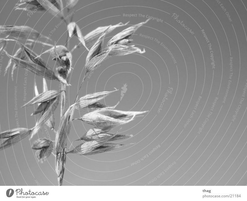 grain Winter Winter light Grain Weathered Sky Plant