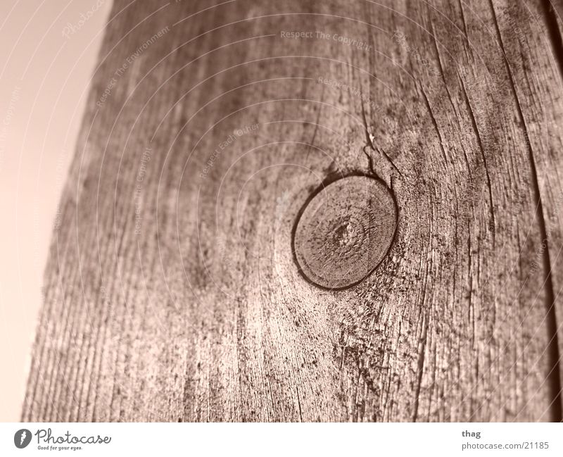 from the centre Wood Tree bark Joist Branch Sepia Twig Tree trunk