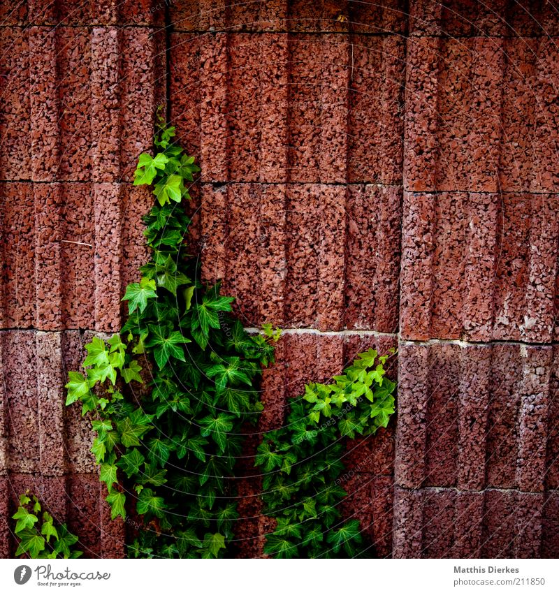 ivy Environment Nature Summer Plant Bushes Old Hang Ivy Wall (building) Urbanization Natural Tendril Growth Upward Single-minded Colour photo Exterior shot