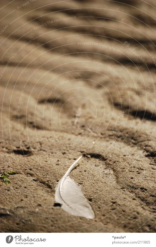 The most important thing in life... Nature Earth Beach Mud flats Feather Sand Lie Esthetic Simple Small Natural Beautiful Soft Brown White Contentment Calm