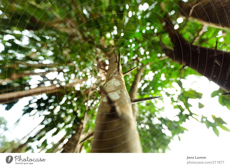 Thorns Vacation & Travel Tree Leaf Forest Brown Green Whimsical Exceptional Tree bark Treetop Colour photo Deserted Day Shallow depth of field Wide angle Point