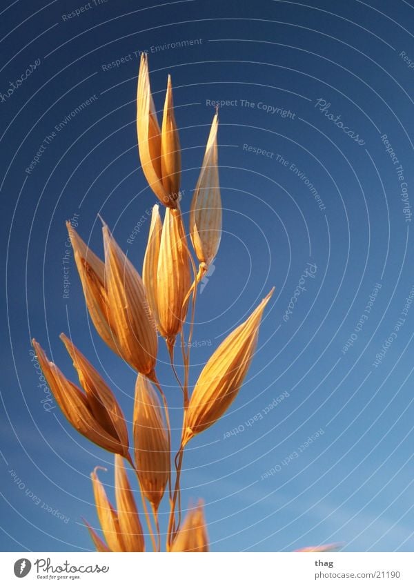 grain Winter Winter light Grain Weathered Plant Sky Seed