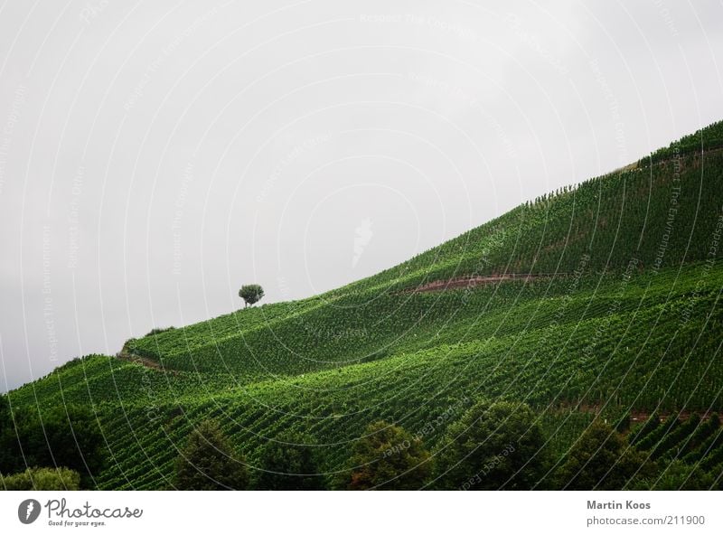 South slope Environment Landscape Summer Autumn Weather Bad weather Plant Hill Mountain Gray Green Vine Wine growing Vineyard Tree Individual Agriculture