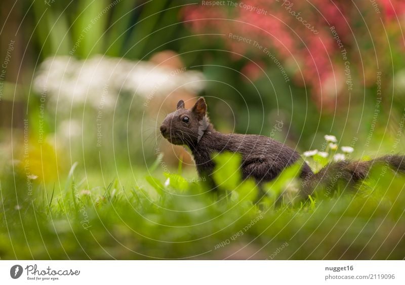 black squirrel Environment Nature Plant Animal Sunlight Spring Summer Autumn Flower Grass Bushes Garden Park Meadow Forest Wild animal Animal face Pelt Squirrel