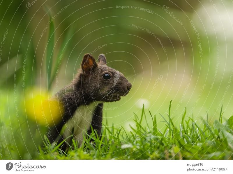 squirrels Environment Nature Animal Spring Summer Autumn Flower Grass Garden Park Meadow Forest Wild animal Animal face Pelt Squirrel 1 Baby animal Esthetic