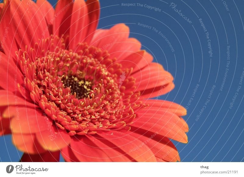 blossoming Flower Blossom Leaf Plant Gerbera Blossoming Sky Macro (Extreme close-up)