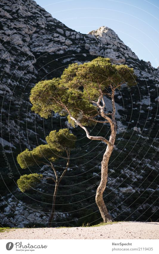 Alone in twos Environment Nature Landscape Plant Beautiful weather Tree Rock Mountain France Cote d'Azur Esthetic Natural Brown Gray Green Pine Coniferous trees