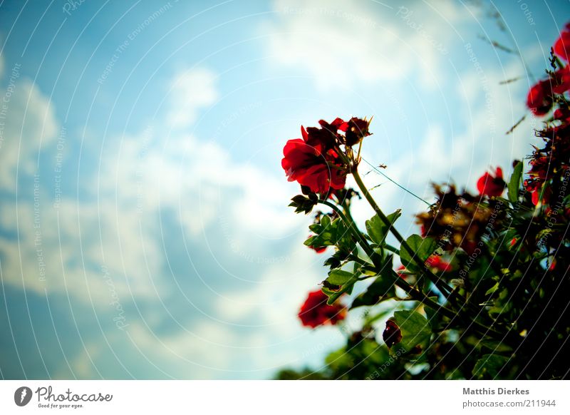 geranium Environment Nature Plant Summer Flower Leaf Blossom Foliage plant Agricultural crop Wild plant Exotic Esthetic Warmth Blue Green Red Geranium