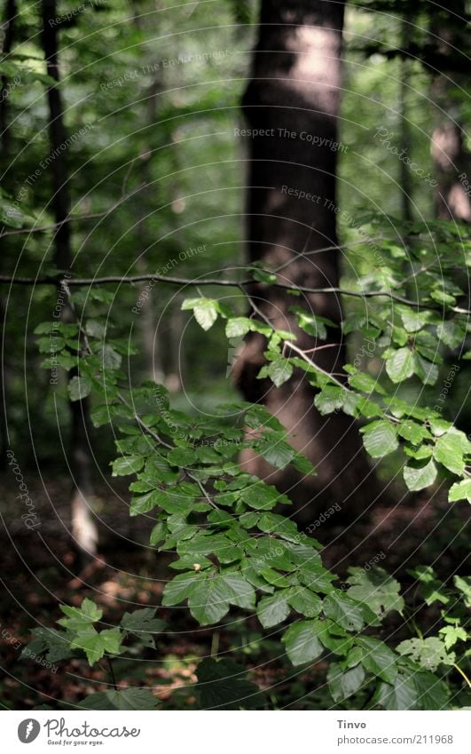 Walk in the forest Nature Sunlight Summer Plant Tree Leaf Forest Brown Green Deciduous forest Mixed forest Beech leaf Twigs and branches Woodground