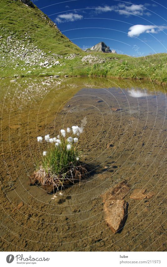 Flower island in a mountain lake Environment Nature Landscape Plant Water Clouds Sunlight Summer Climate Beautiful weather Rock Alps Mountain Pond Lake Kitsch