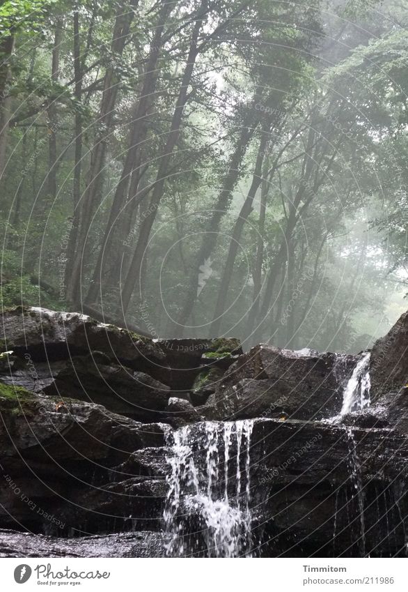 canyon Trip Summer Environment Nature Landscape Elements Air Water Weather Forest Rock Canyon Waterfall Breathe Observe Movement Going Listening Looking Wet