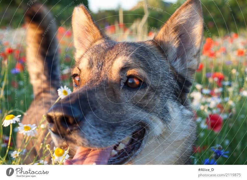 There breath of summer Animal Pet Dog 1 Relaxation To enjoy Smiling Happiness Glittering Joy Happy Joie de vivre (Vitality) Idyll Pure Moody Environment