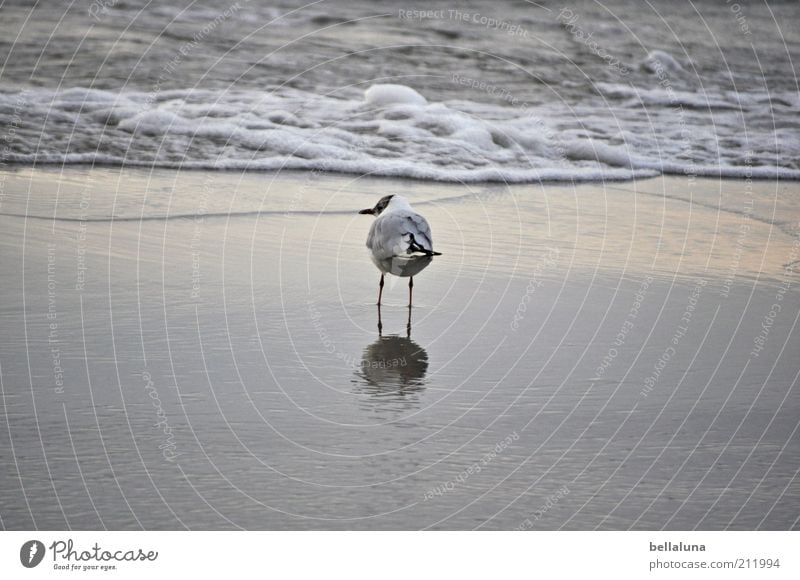 And I'm alone again, alone... Environment Nature Water Summer Weather Beautiful weather Waves Beach Baltic Sea Ocean Animal Wild animal Bird Wing 1 Stand