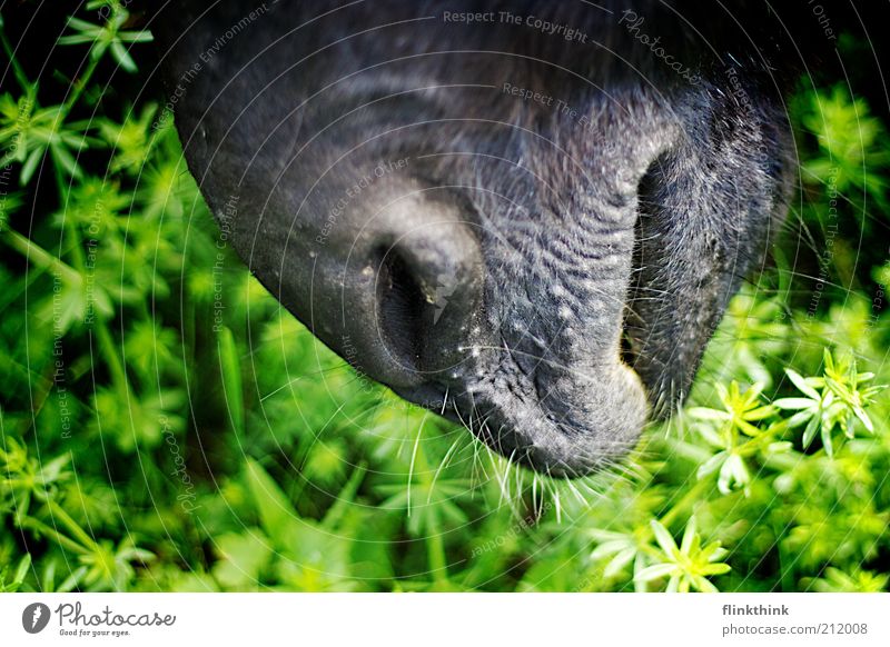 donkey snout Nature Summer Grass Foliage plant Animal Farm animal Horse Donkey 1 Discover Feeding Colour photo Exterior shot Close-up Detail Holga