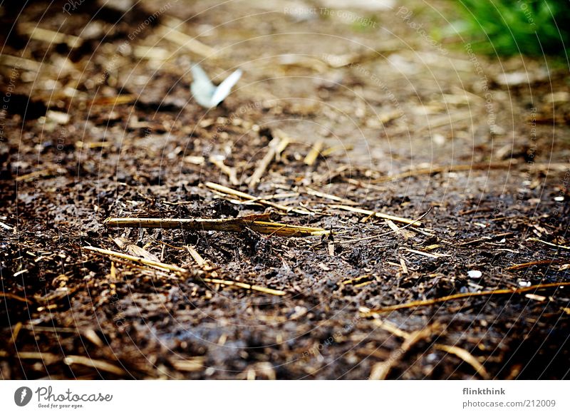 Butterfly on the floor Environment Nature Landscape Earth Beautiful weather Animal Wild animal 1 Observe Relaxation Brown Colour photo Exterior shot Close-up