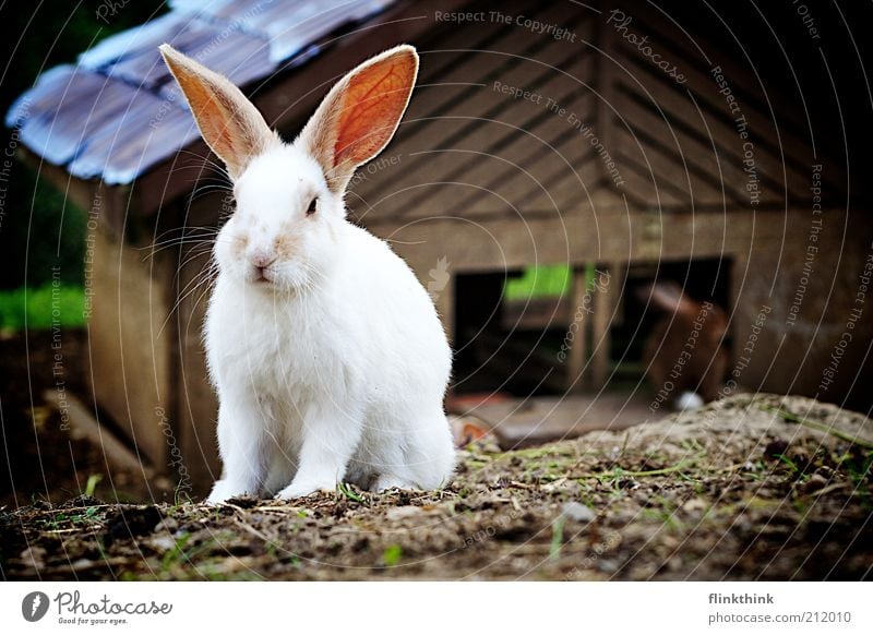 My name is Hase Environment Nature Beautiful weather Animal Pet Farm animal Petting zoo 2 Crouch Curiosity Colour photo Exterior shot Holga Deserted