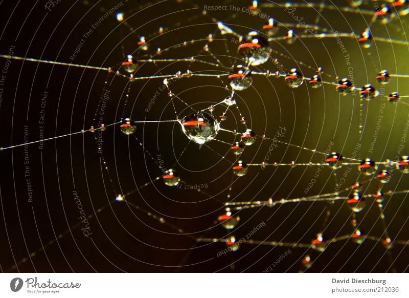 Wet Time Nature Water Drops of water Green Black Silver Network Glittering Round Sphere Reflection Spider's web Dew Colour photo Exterior shot Close-up Detail