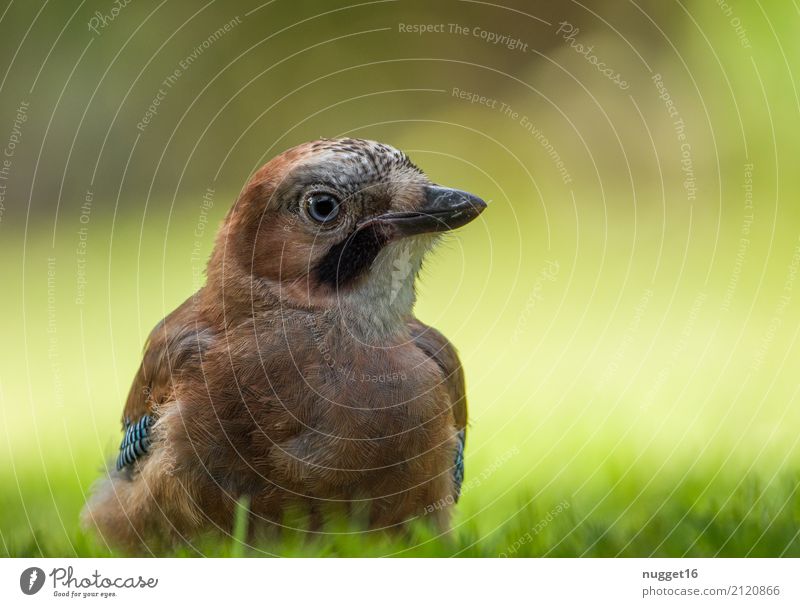 jay boy Environment Nature Animal Sunlight Spring Summer Autumn Beautiful weather Grass Garden Park Meadow Forest Wild animal Bird Animal face Wing Jay 1