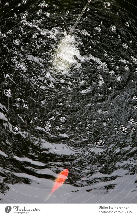 Single goldfish under water jet in garden pond Fish Goldfish Water Pond Garden pond Bubbling White crest Air Air bubble Tap inflow Well Lake Fluid Well-being