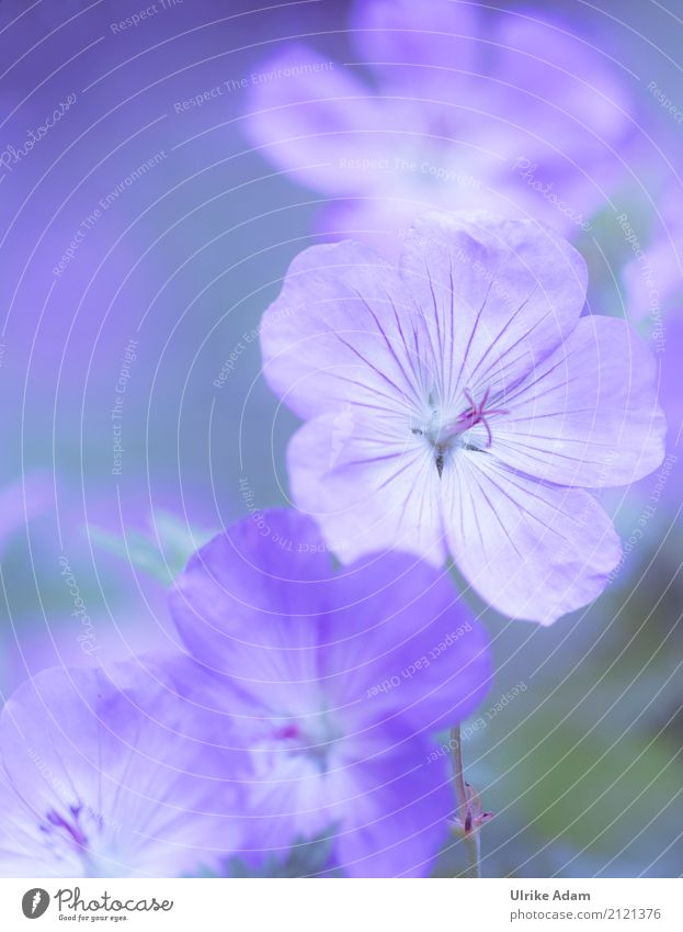 Blue cranesbill (Geranium) Elegant Design Decoration Wallpaper Image Card Mother's Day Nature Plant Spring Summer Autumn Flower Blossom Cranesbill plants Garden