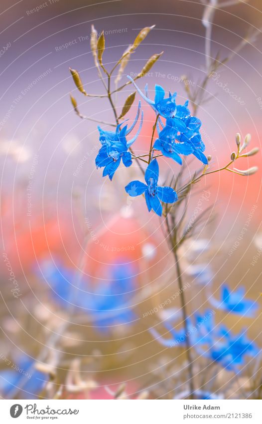 Wild Larkspur Design Decoration Nature Plant Summer Flower Blossom Wild plant Delphinium larkspur field knight spur Delphinium consolida Meadow Field Coast