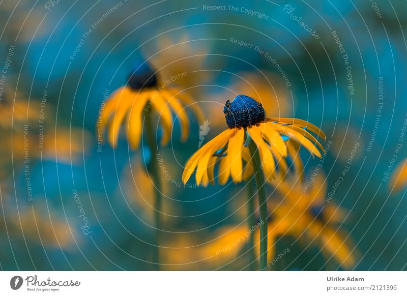 Yellow coneflower (Echinacea) Design Decoration Wallpaper Nature Plant Summer Autumn Flower Blossom Rudbeckia Purple cone flower Rudbeckie asteracea Pistil