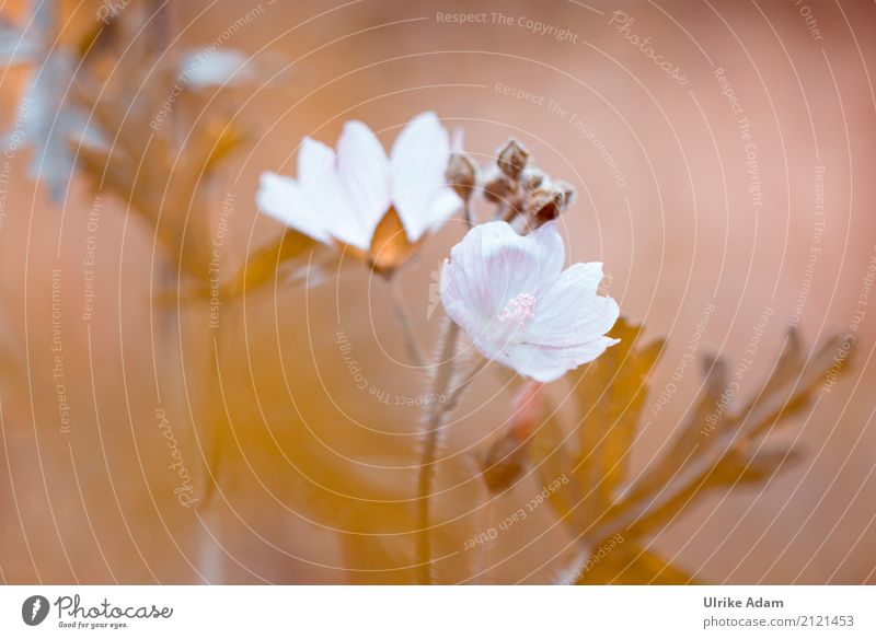 Mallow (Malvaceae) Design Decoration Wallpaper Image Poster Art photographic art Nature Plant Sunlight Summer Flower Leaf Blossom Mallow plants shrub poplars