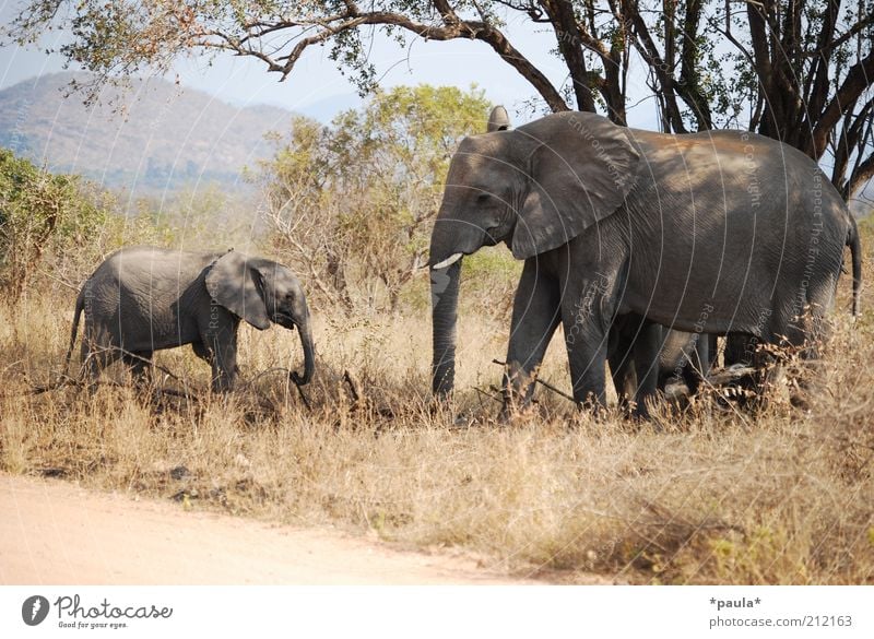 family trip Nature Landscape Beautiful weather Tree Bushes Animal Wild animal Elephant 2 Baby animal Animal family Movement Relaxation To feed Going Stand