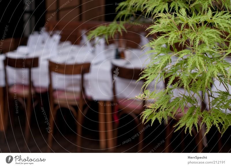 Before the festival Chair Table Event Restaurant Feasts & Celebrations Plant Tree Leaf Brown Green White Anticipation Hospitality Style Festive Set meal