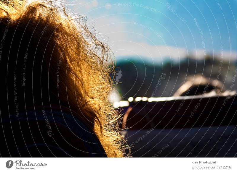 hairy Human being Hair and hairstyles Red-haired Long-haired Curl Colour photo Interior shot Twilight Sunlight Rear view Forward Copy Space right Mop of curls