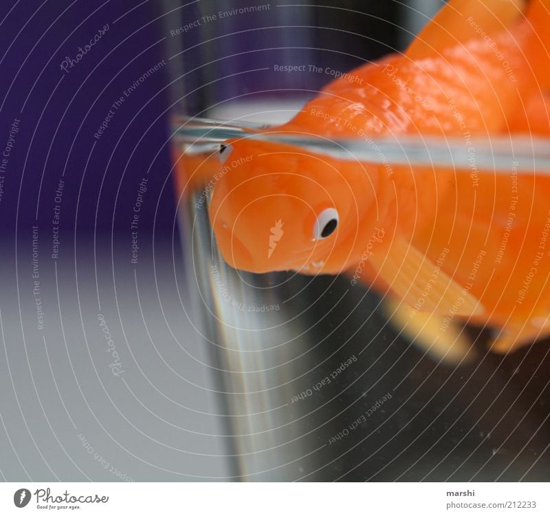 Mr Goldfish Rudi Animal Pet Fish 1 Violet Orange Small Glass Water Narrow Float in the water Aquarium Fin Colour photo Interior shot Deserted Swimming & Bathing