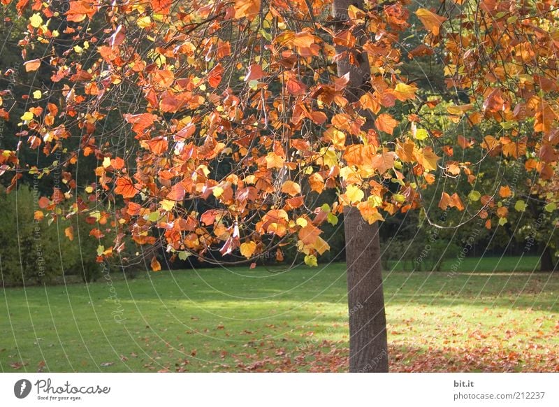 autumn tree Nature Plant Autumn Climate Weather Beautiful weather Tree Leaf Park Meadow Yellow Gold Red Autumn leaves Autumnal Autumnal colours Automn wood