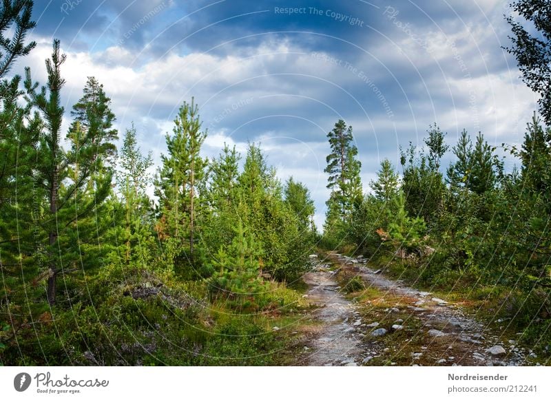 on the way Calm Trip Freedom Summer Nature Landscape Plant Forest Lanes & trails Multicoloured Loneliness Moody Footpath Scandinavia Sweden Colour photo