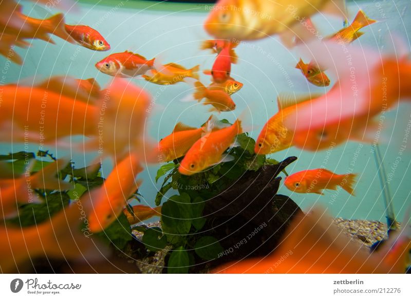 Golden fish Dive Zoo Animal Water Coral reef Fish Aquarium Group of animals Flock Water basin Pet shop Goldfish cyprinidae Colour photo Interior shot Close-up