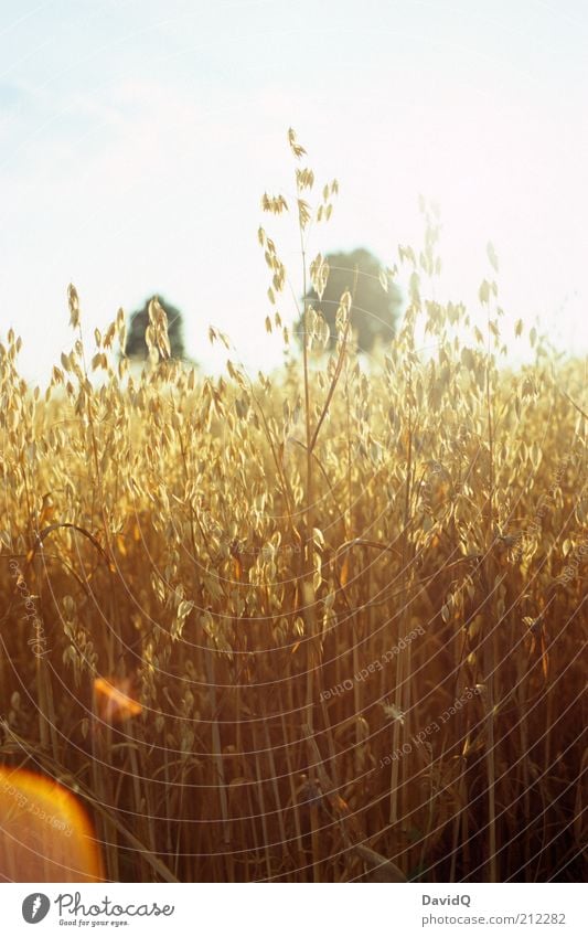 oats Grain Environment Nature Landscape Plant Sunlight Agricultural crop Oats Field Colour photo Exterior shot Deserted Day Sunbeam Shallow depth of field