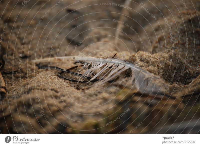 stayed behind Nature Earth Sand Beach Feather Old Dirty Dark Small Wet Natural Brown Gray White Sadness Distress End Stagnating Transience Colour photo