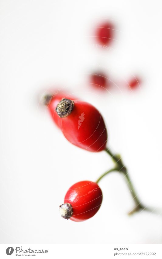 rose hips Harmonious Senses Decoration Thanksgiving Christmas & Advent Nature Plant Autumn Climate Bushes Wild plant Rose hip Dog rose Fruit Garden Park Hang