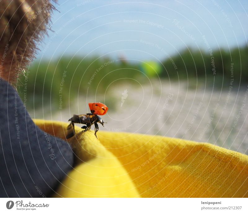 caria beetle Vacation & Travel Trip Freedom Sun Beach Hair and hairstyles Nature Animal Sand Summer North Sea Beetle Wing Flying Joie de vivre (Vitality)