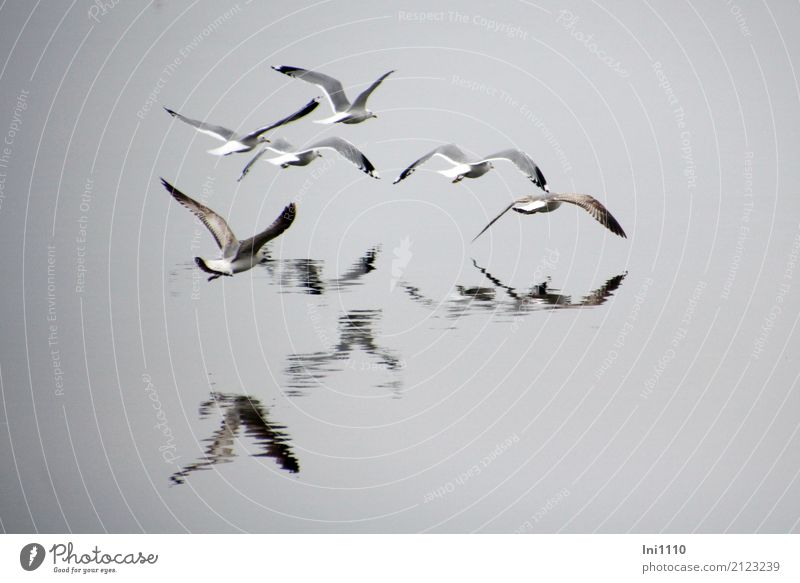 Seagulls in the fog Environment Nature Animal Elements Air Water Spring Fog Lakeside Baltic Sea Wild animal Bird Gull birds Group of animals Emotions Glide Wing