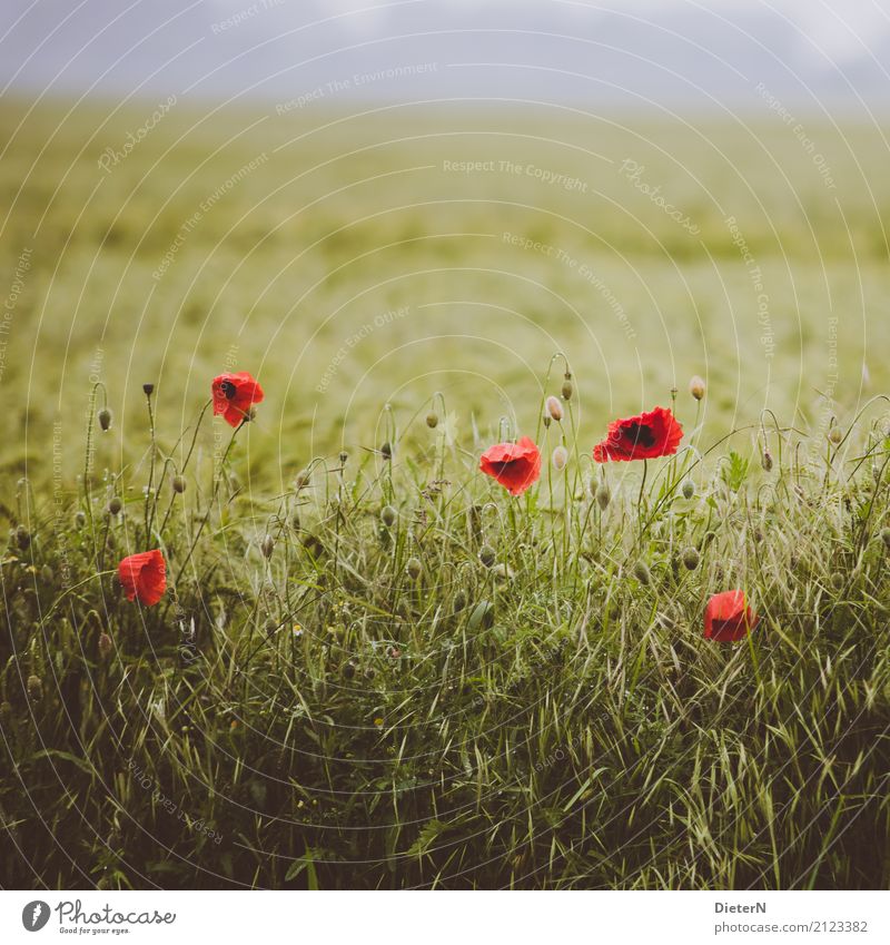 melancholy Landscape Summer Plant Flower Blossom Foliage plant Agricultural crop Field Yellow Green Red Mecklenburg-Western Pomerania Cornfield Poppy