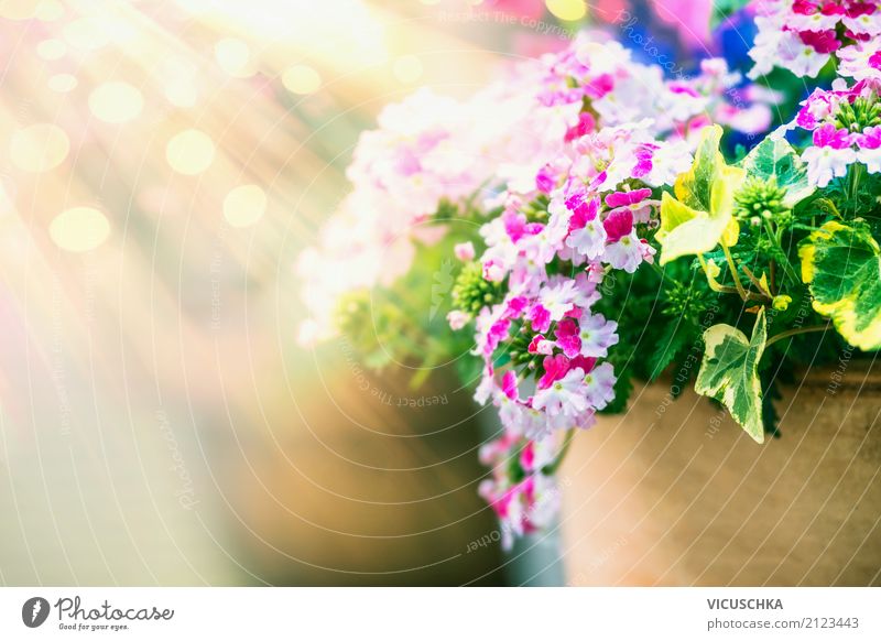 Summer flowers pot and sun rays Lifestyle Design Garden Nature Plant Spring Autumn Flower Blossom Yellow Pink Style Flowerpot Sunbeam Blur Exterior shot