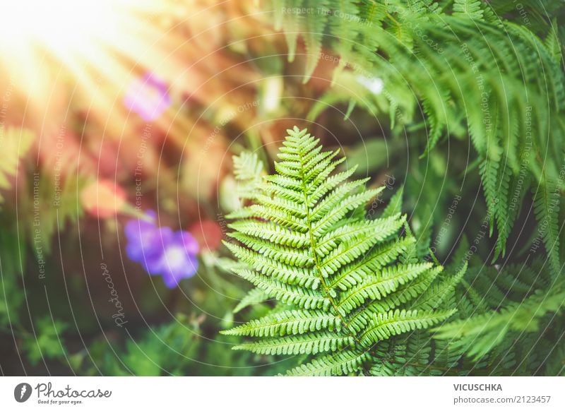 Fern Leaves Nature Background Lifestyle Far-off places Summer Garden Plant Autumn Park Forest Design Fern leaf Virgin forest Sunbeam Sunlight Colour photo