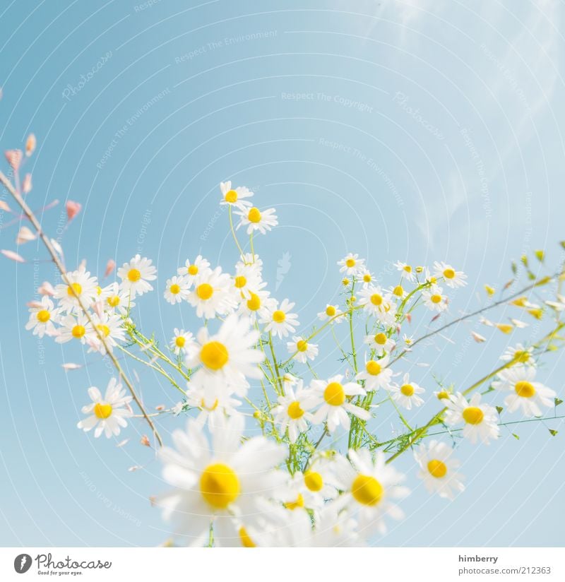 dreamstime Environment Nature Plant Esthetic Design Kitsch Colour photo Multicoloured Exterior shot Copy Space top Light Deep depth of field Chamomile