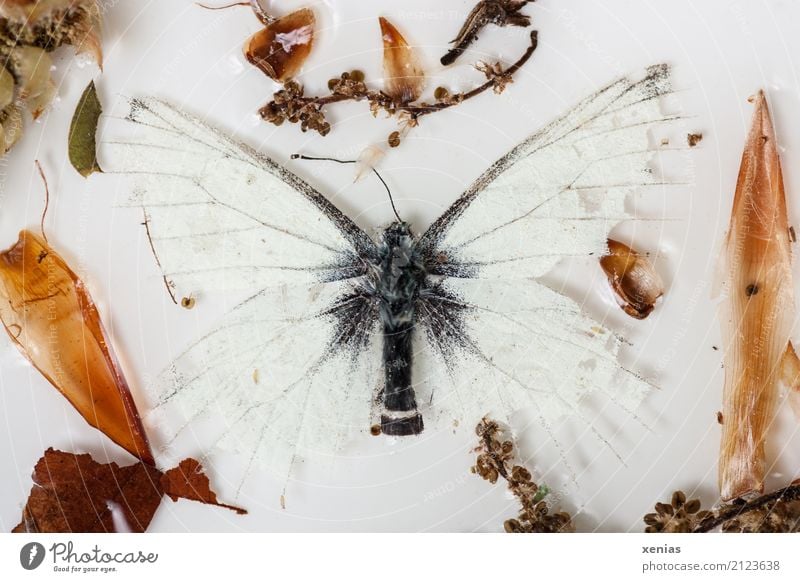 Transience - dead butterfly Death Butterfly cabbage white Water Grand piano Autumn Leaf Part of the plant Pieridae 1 Animal Brown Black White Delicate Sámen