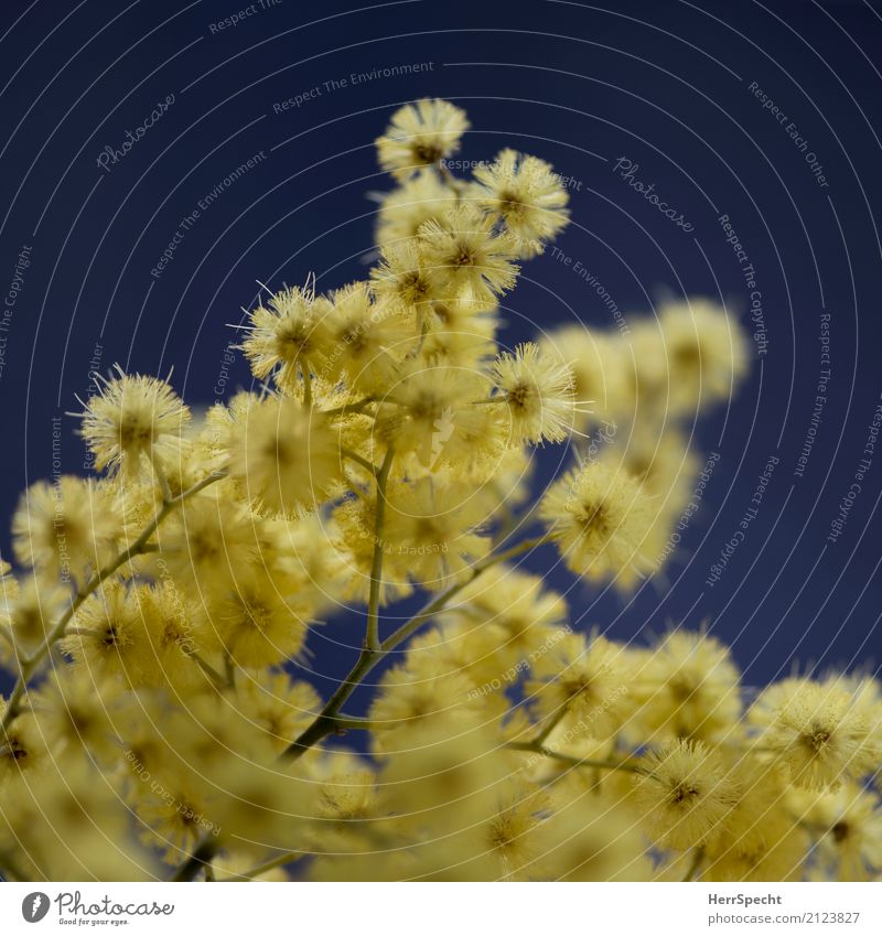 mimosa-like Nature Plant Tree Blossom Mimosa branch Esthetic Beautiful Cute Round Yellow Diminutive Star (Symbol) Ball Flower stem Bud Colour photo