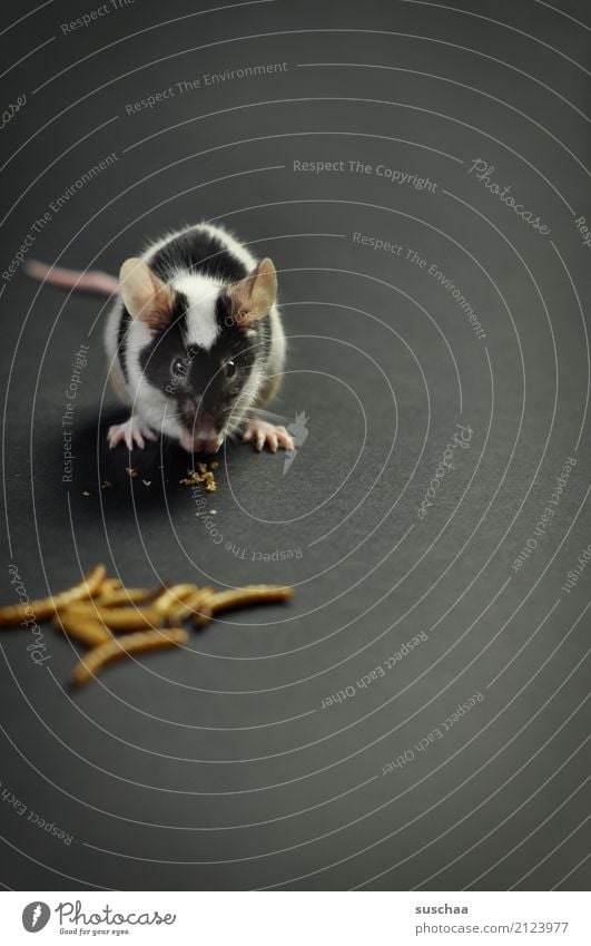 lunch (2) Mouse Pet Rodent Mammal Ear Pelt Dappled Feed Dish Eating Animalistic Sweet Cute mealworms Disgust Delicious Meal Hand Neutral Background Fear