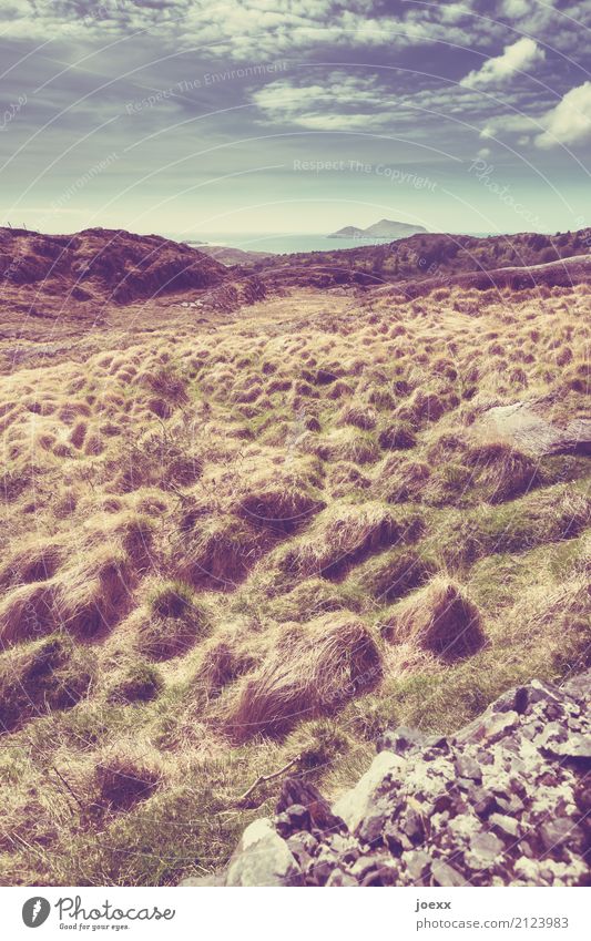 Cheerleader Shop Landscape Sky Clouds Beautiful weather Plant Meadow Hill Blue Brown Green Calm Idyll Colour photo Subdued colour Exterior shot Deserted Day