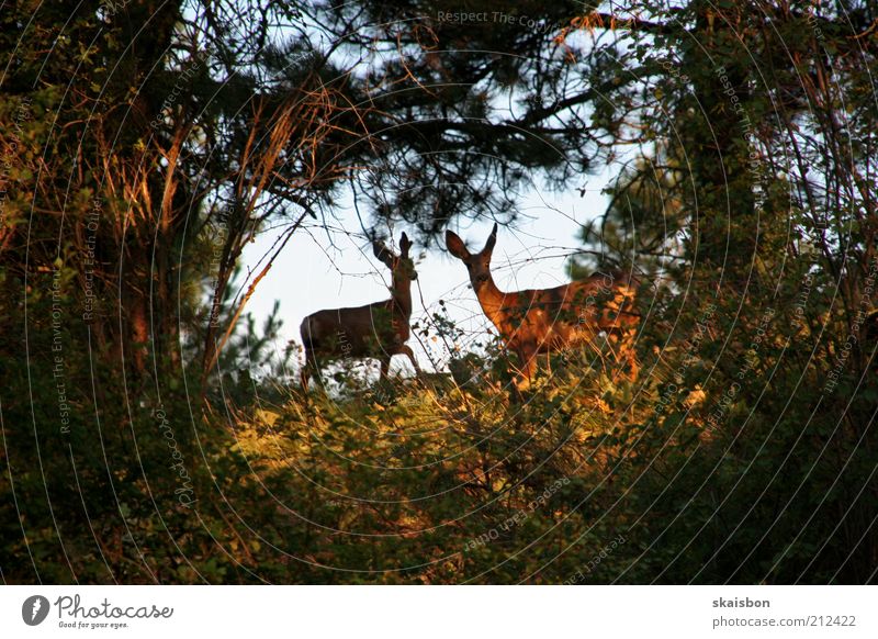 shy woodland animal with 3 letters? Vacation & Travel Trip Nature Tree Forest Clearing Animal Wild animal Pelt Roe deer 2 Pair of animals Timidity Curiosity